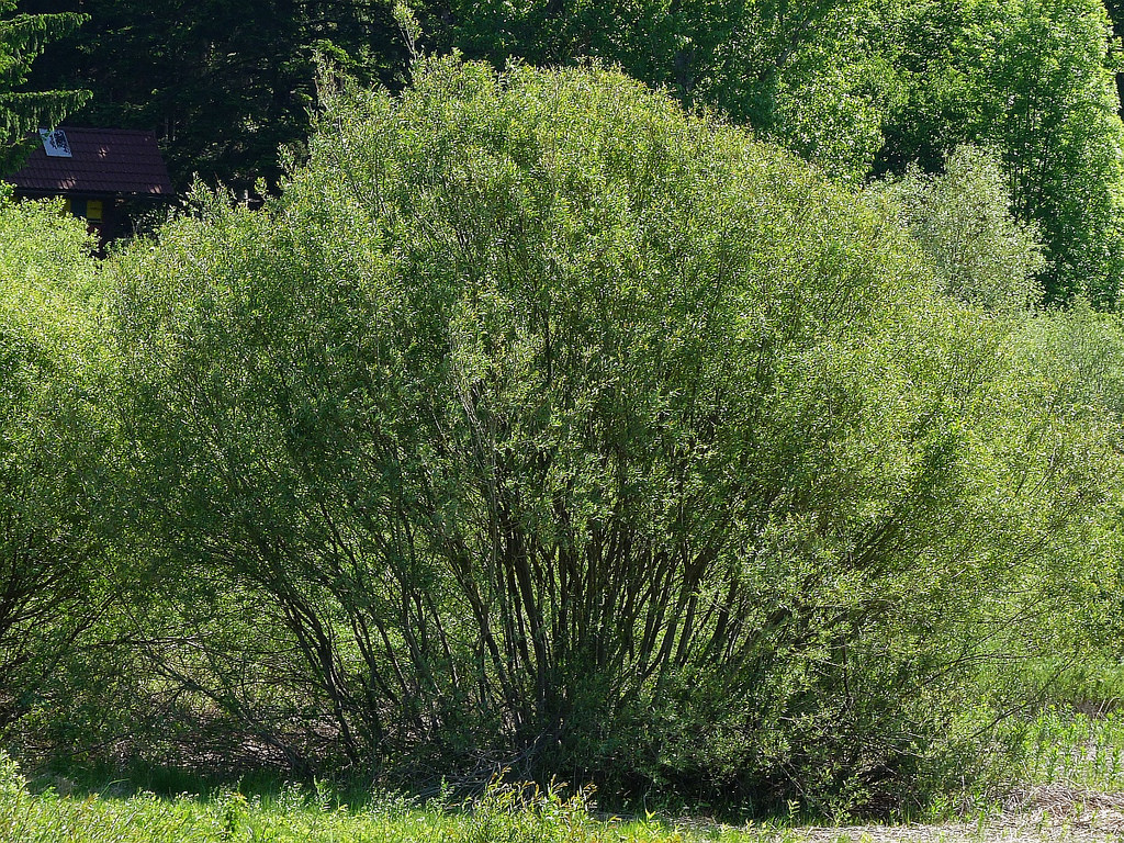 Salix daphnoide